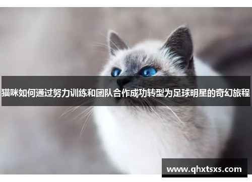 猫咪如何通过努力训练和团队合作成功转型为足球明星的奇幻旅程